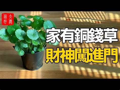 銅錢草 風水|【銅錢草 風水】銅錢草風水佈局指南：招財旺運不可。